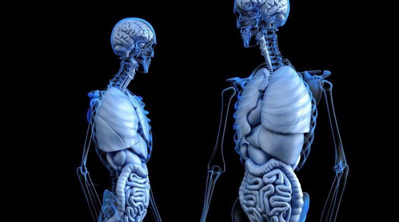 Científicos buscan hacer 'crecer' nuevos órganos en el cuerpo humano