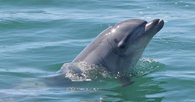 Descubren el segundo caso conocido de un cetáceo con gripe aviar en Florida