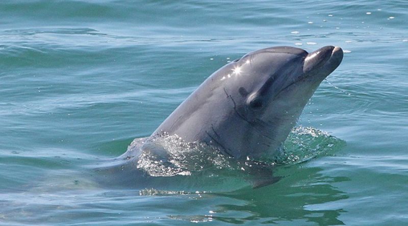 Descubren el segundo caso conocido de un cetáceo con gripe aviar en Florida