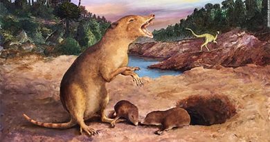 Una criatura parecida a una musaraña que vivió hace 225 millones de años es el mamífero más antiguo identificado hasta ahora