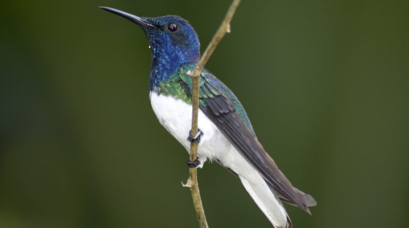 Hembras de colibrí se mimetizan con los machos para competir por el néctar