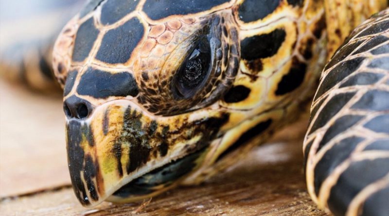 Más de 1.1 millones de tortugas marinas cazadas furtivamente desde 1990