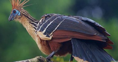 El hoatzin, el ave más extraña y hedionda del mundo