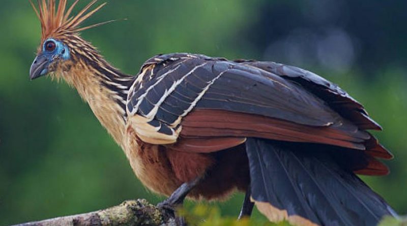 El hoatzin, el ave más extraña y hedionda del mundo