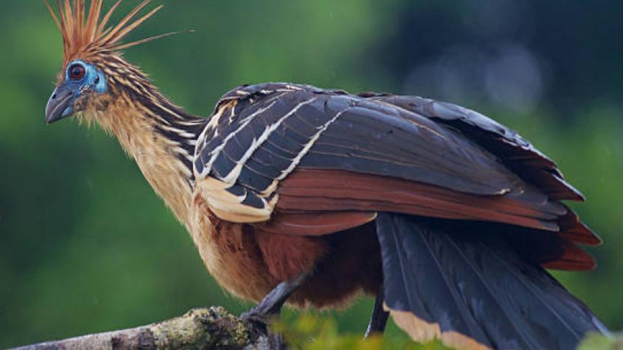 El hoatzin, el ave más extraña y hedionda del mundo