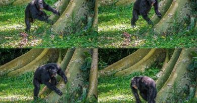 Los chimpancés también se comunican a través de las raíces de los árboles