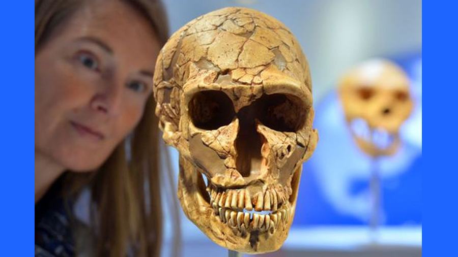 Un cambio en un gen hizo la diferencia entre el cerebro humano moderno y el neandertal