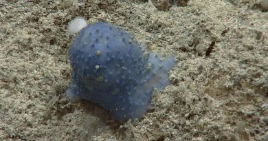 Científicos hallan una 'extraña' criatura azul en las profundidades del Caribe