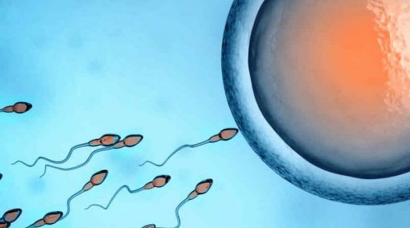 Descubren proteína responsable de atraer a los espermatozoides al óvulo