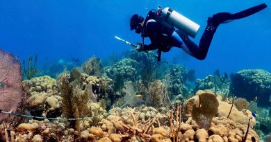 Estudio revela que el desarrollo urbano mata los corales del Caribe mexicano