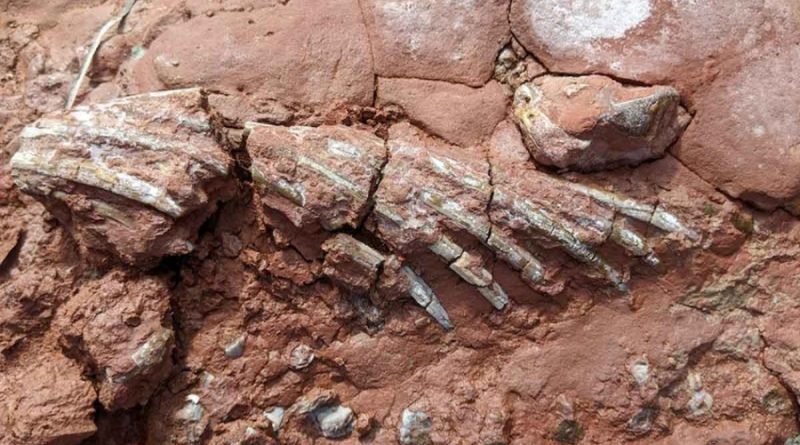 Fósil de criatura desconocida que vivió antes de los dinosaurios sorprende a la ciencia