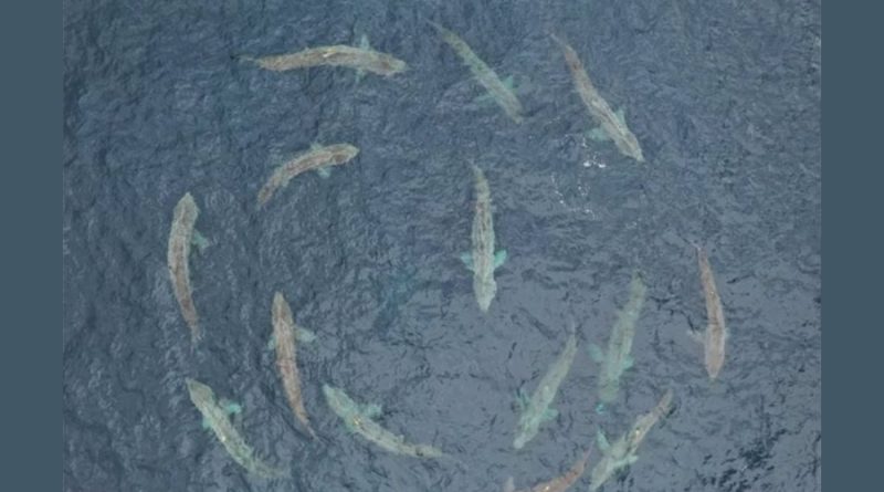 Los tiburones peregrinos nadan en círculos para escoger pareja