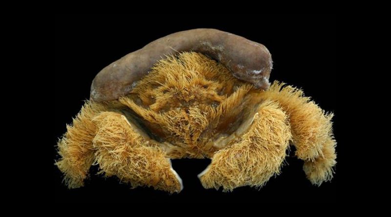 Así es el cangrejo que usa esponjas como sombrero para protegerse de sus depredadores
