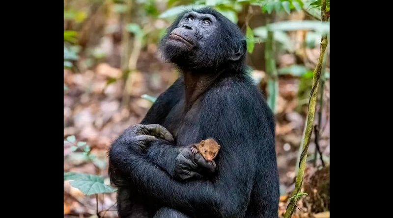 La foto del chimpancé que acuna a una mangosta bebé: porque no sería una escena tierna, según la ciencia