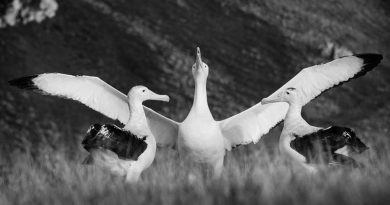 Los raros 'divorcios' en el monogamo albatros son culpa del macho