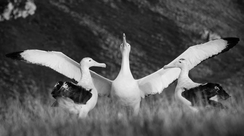 Los raros 'divorcios' en el monogamo albatros son culpa del macho