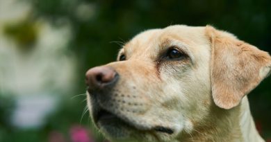 Un estudio científico revela la percepción visual de los perros