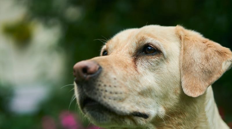 Un estudio científico revela la percepción visual de los perros