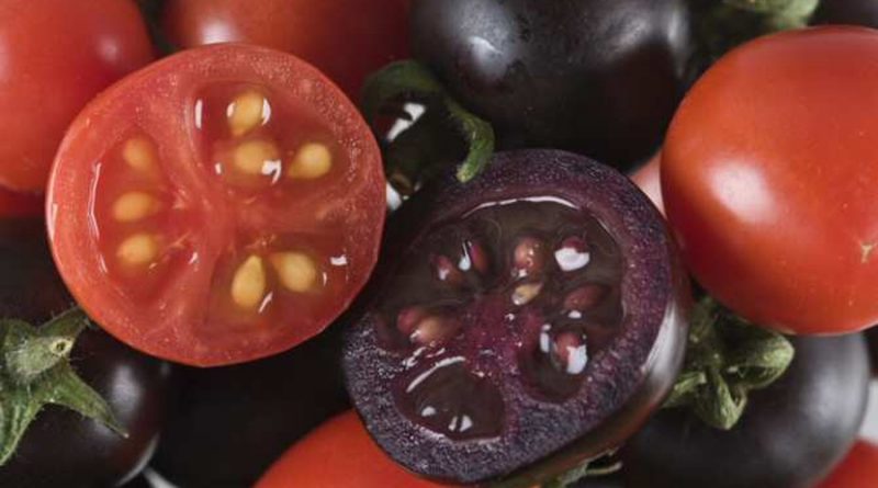 Un tomate morado modificado genéticamente podría llegar a los supermercados