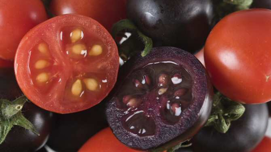 Un tomate morado modificado genéticamente podría llegar a los supermercados