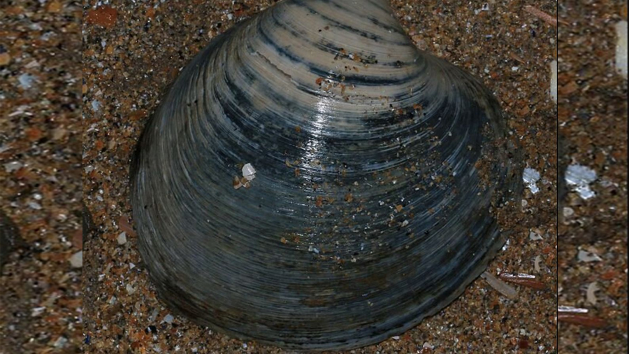 Las almejas revelan por qué la Tierra entró en una mini Edad de Hielo hace 800 años