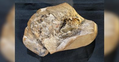 Descubren el corazón más antiguo, de 380 millones de años