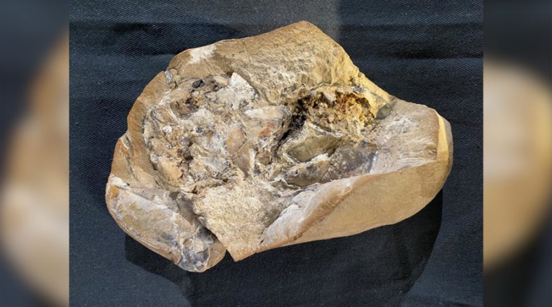 Descubren el corazón más antiguo, de 380 millones de años