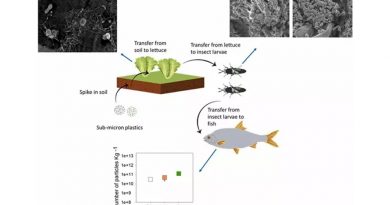 Nanoplásticos pasan de plantas a insectos y de éstos a peces