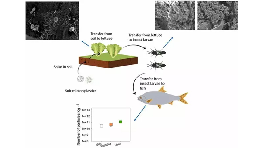 Nanoplásticos pasan de plantas a insectos y de éstos a peces