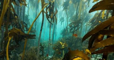 Los gigantescos bosques submarinos cubren un área más grande que el Amazonas