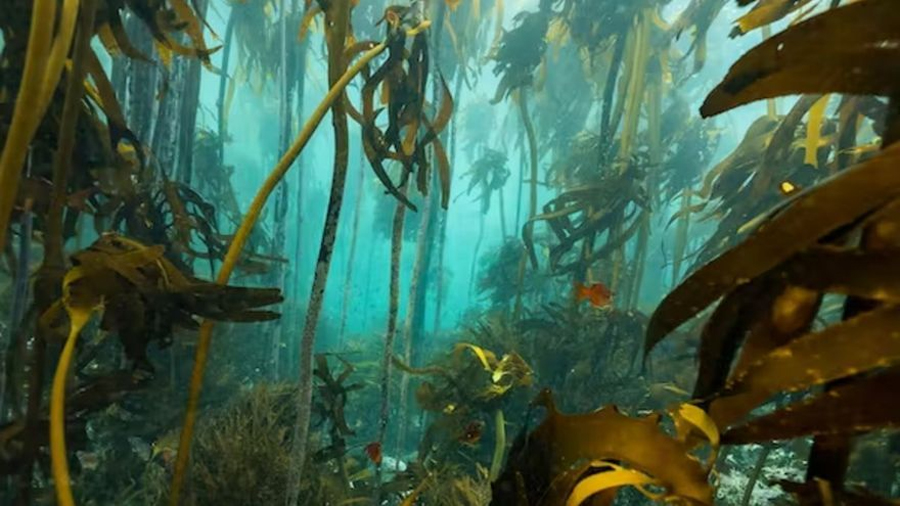 Los gigantescos bosques submarinos cubren un área más grande que el Amazonas