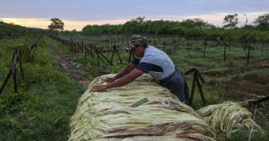 Científicos mexicanos crean método para salvar el 'oro verde' de Yucatán con un agave mejorado