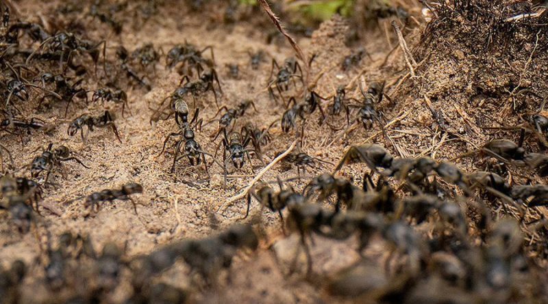 La Tierra es un planeta rebosante de hormigas