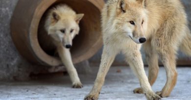 Investigadores chinos clonan un lobo ártico en un esfuerzo de conservación 'histórico'