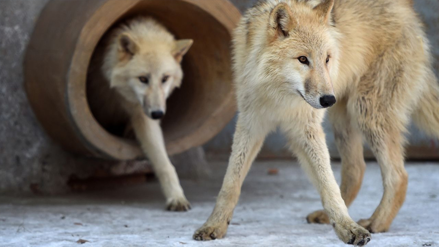 Investigadores chinos clonan un lobo ártico en un esfuerzo de conservación 'histórico'