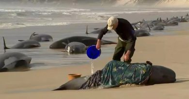 Hallan 230 ballenas pilotos varadas en Tasmania; sólo vive la mitad