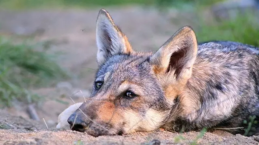 Los lobos también pueden mostrar apego hacia los humanos: estudio