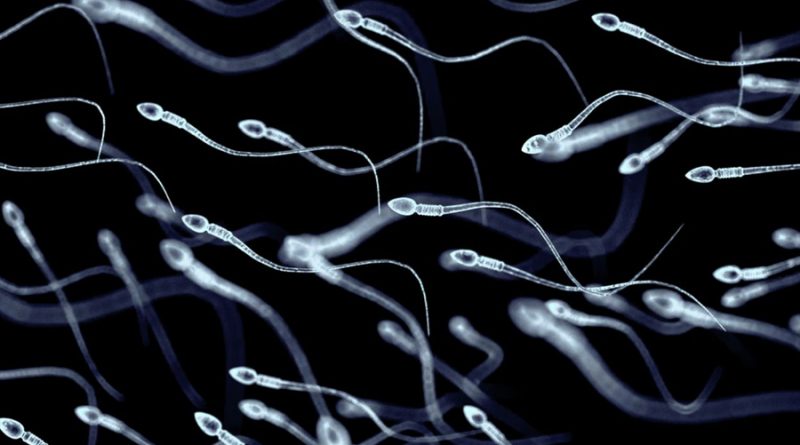 Descubren que los espermatozoides forman equipos para llegar más rápido al óvulo