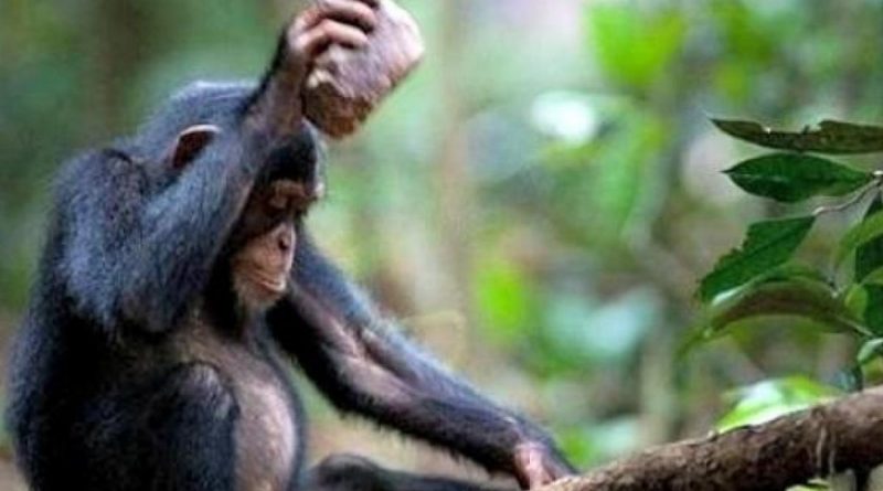 Descubren diversidad de herramientas de piedra usadas por chimpancés