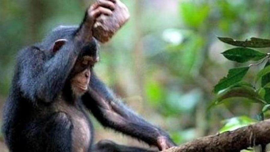 Descubren diversidad de herramientas de piedra usadas por chimpancés