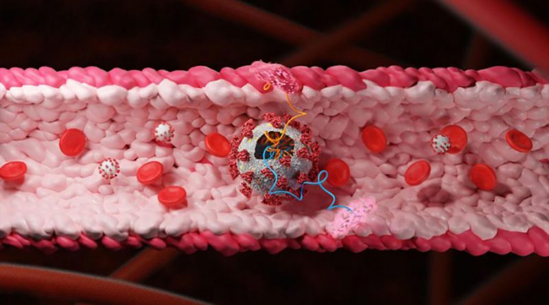 Investigadores japoneses descubren cómo entra el nuevo coronavirus en los vasos sanguíneos