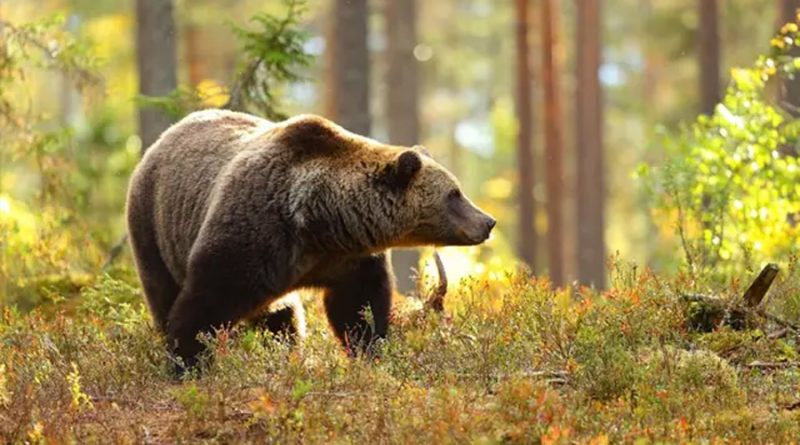 La hibernación de los osos podría arrojar luz sobre nuevos tratamientos de la diabetes