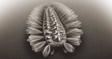 Un gusano acorazado revela los ancestros de tres grupos de animales