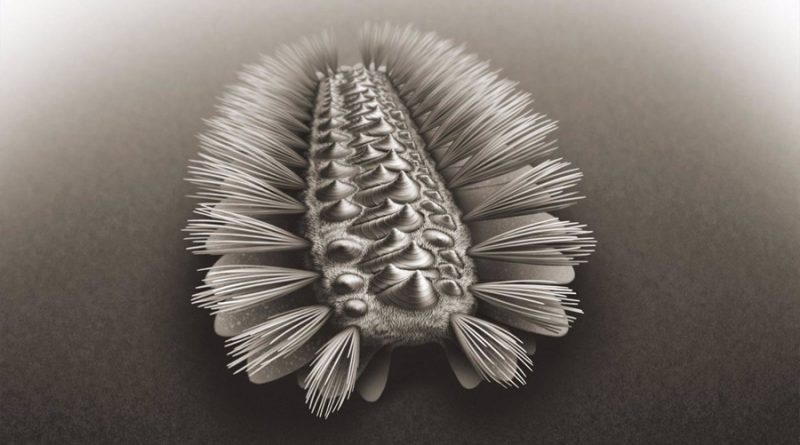 Un gusano acorazado revela los ancestros de tres grupos de animales
