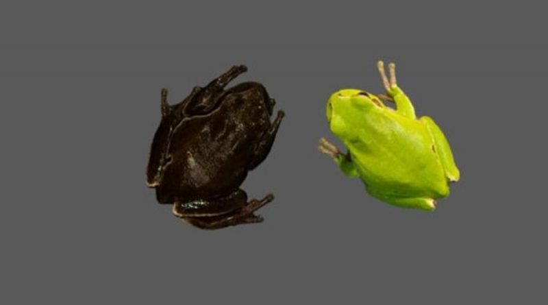 Las ranas negras de Chernóbil nos muestran la evolución en tiempo real