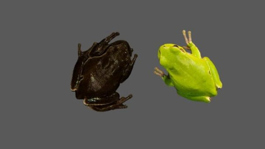 Las ranas negras de Chernóbil nos muestran la evolución en tiempo real