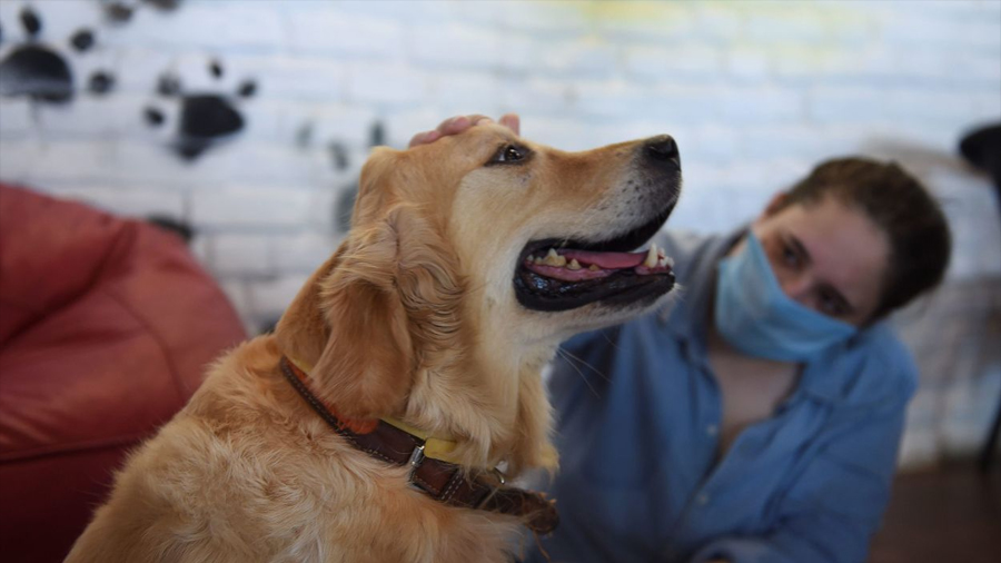 Descubren que los perros pueden oler el estrés de sus dueños