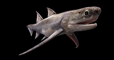 Un tiburón chino, el primero con una cara con mandíbula