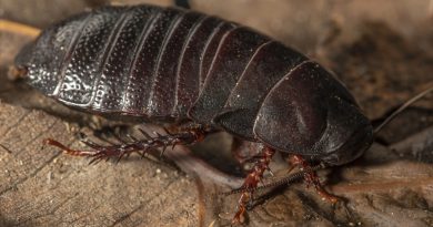 Una cucaracha carnívora 'extinta' reaparece después de 90 años