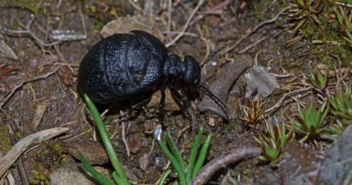 Científicos descubren un nuevo y raro escarabajo venenoso; se llama 'Eurymeloe orobates'